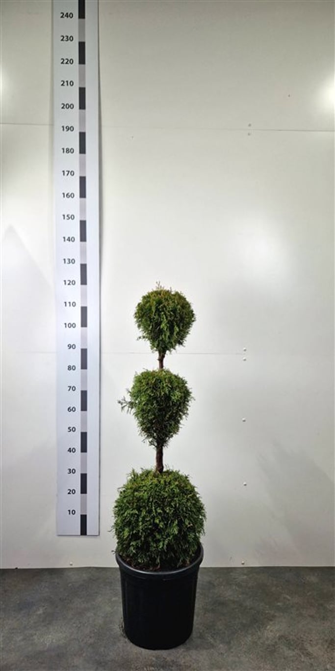 Thuja occ. 'Smaragd' - 100-120 CM TRIOBOL Cont.
